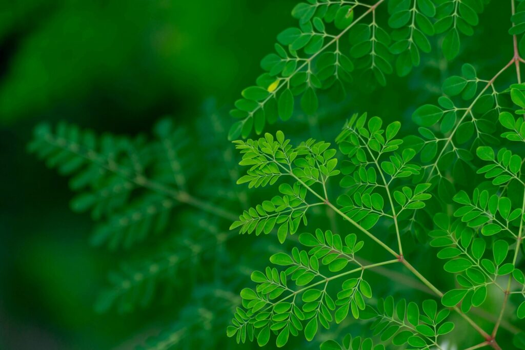 Moringa leaves